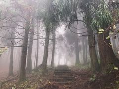 -武陵山森林公园
