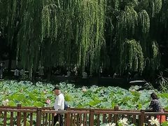 -莲花池公园