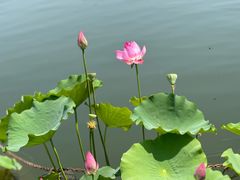 -莲花池公园