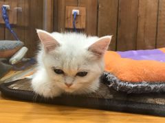 -龟与熊猫宠物公园(南坪店)