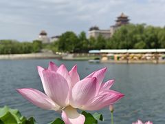 -莲花池公园