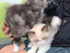 -北京观赏动物医院·24小时大型综合·猫专科·异宠专科