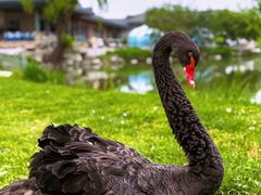 -万柳高尔夫俱乐部