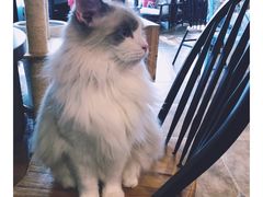 -共舞时光猫咖·狗咖(新街口店)
