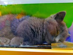 -乐宠宠物店(世纪金源店)