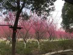-秀丽东方