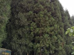 -武陵山森林公园