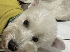 -汤姆宠物(长青北路店)