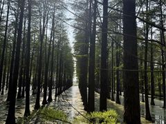 -渌洋湖湿地公园