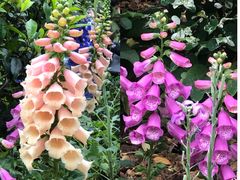 -深圳仙湖植物园