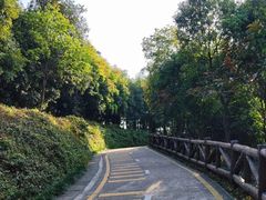 -银湖山郊野公园-相思林