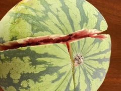 -南汇新场正宗水蜜桃采摘