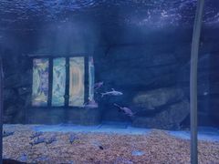 -石家庄极地海洋世界