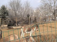 -青藏高原野生动物园