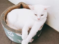 -有猫主题·治愈系猫咖(曾厝垵店)