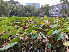-四川大学(望江校区)