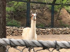 -大连森林动物园