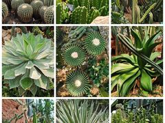 -中国科学院华南植物园