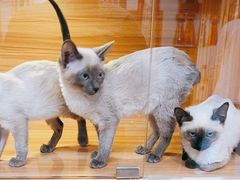 -猫十亿·布偶金渐层·曼基康矮脚猫舍(青年路店)