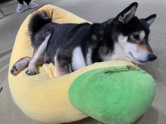 -逗柴咖啡屋·狗咖猫咖宠物桌游