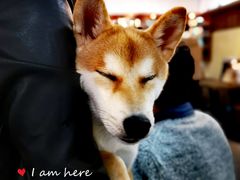 -柴源莊·柴小宠柴犬咖啡