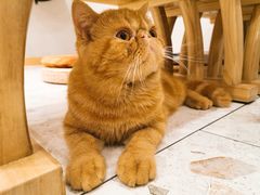 -飞行喵MR PILOT|猫舍·猫咖(静安大融城店)