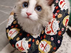 -屋虎猫馆(宝安大仟里店)