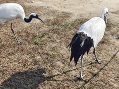 -盐城丹顶鹤湿地生态旅游区