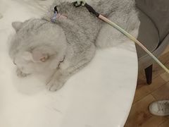 -袖虎·猫馆(体育西路店)