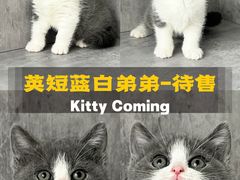 -小猫来了·猫舍(红山六九七九店)