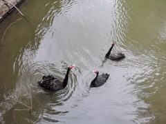 -泉州海丝野生动物世界