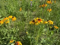 -长春公园(普阳街道)