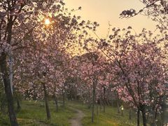 -广东花都湖国家湿地公园