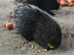 -青藏高原野生动物园