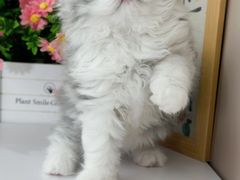-小猫来了·猫舍(红山六九七九店)
