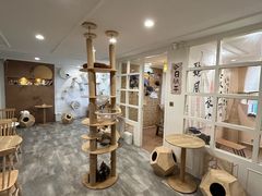 -楼上猫咖(罗湖店)