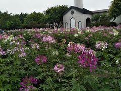-广东花都香草世界旅游度假区