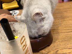 -猫小院猫主题咖啡厅(北锣店)