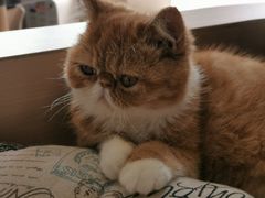 -瞄一喵猫咖(格力海岸店)
