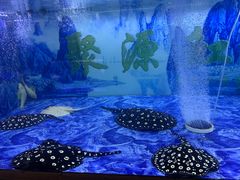 -中环花鸟鱼虫市场