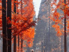 -黄海国家森林公园