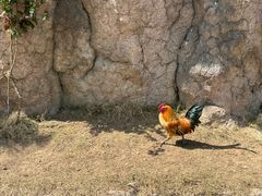 -西霞口神雕山野生动物世界