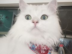 -猫在这儿猫咪咖啡馆·撸猫馆