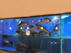 -顺峰顺水顺德菜(第一百货店)