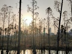 -三垟湿地