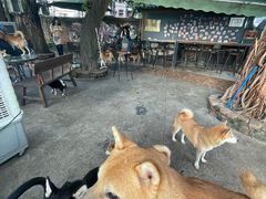 -柴犬高等学院·狗咖·柴犬售卖·宠物训练