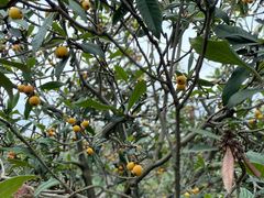 -塘栖枇杷特色园区