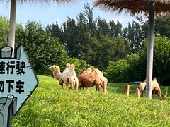 -北京野生动物园