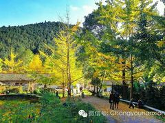 -南雄冯屋银杏山庄