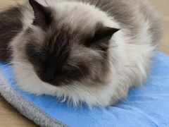 -猫域·湾主题猫咖·宠物吧(南坪城市广场店)
